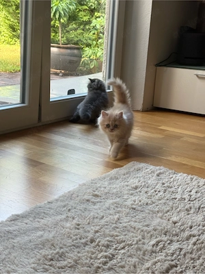 Perser-Kitten suchen ein schönes Zuhause Bild 4