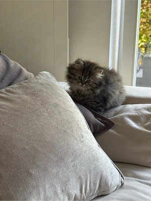 Perser-Kitten suchen ein schönes Zuhause Bild 3