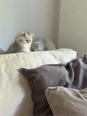Perser-Kitten suchen ein schönes Zuhause