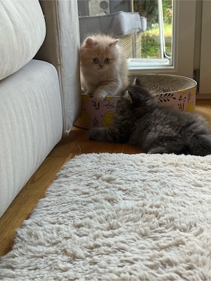 Perser-Kitten suchen ein schönes Zuhause Bild 6