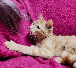 1x rote weiblich Teppichrakete 12Wo. Katzenbaby Kätzchen Kitten 