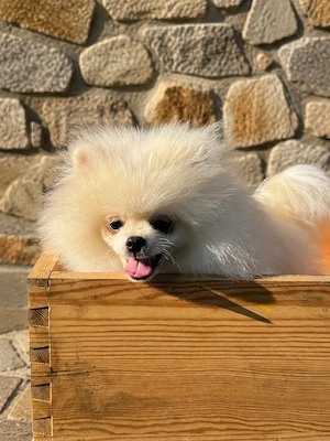 Pomeranian  Zwergspitz 