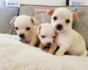 In 3 Wochen Abgabebereit Reinrassige Chihuahua Welpen 