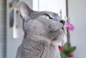 Russisch Blau Deckkater mit Stammbaum für gesunde Katzendamen Bild 4