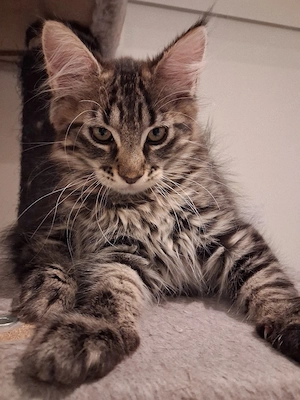 Xxl Maine Coon kitten Bub