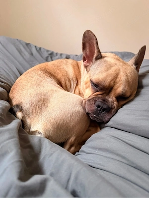 3. Jährige Französische Bulldogge sucht Ihre Familie