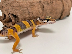0.1 wunderschöne Leopardgecko Jungtiere aus 2026 super als Haustier geeignet