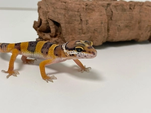 0.1 wunderschöne Leopardgecko Jungtiere aus 2026 super als Haustier geeignet