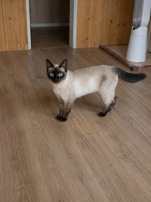    BKH-Mix-Kater sucht neues Zuhause