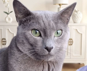 Russisch Blau Deckkater mit Stammbaum für gesunde Katzendamen Bild 2