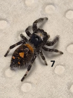Phidippus regius bahamas 