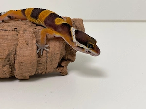 Wunderschöne Leopardgecko Jungtiere aus 2026 super als Haustier geeignet