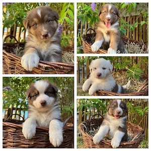 Australian Shepherd Welpen suchen ein liebevolles Zuhause