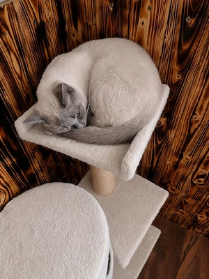 BKH-Mix-Kater sucht neues Zuhause