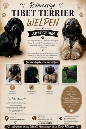 Reinrassige Tibet-Terrier-Welpen suchen liebevolles Zuhause