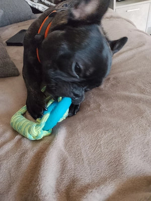 Kleiner Bully 8 Monate Alter Welpe sucht zuhause