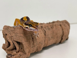 Wunderschöne Leopardgecko Jungtiere aus 2026 super als Haustier geeignet