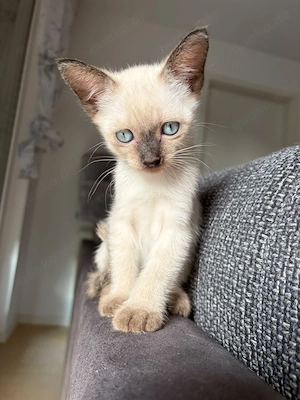 Siam Kitten suchen neues Zuhause 