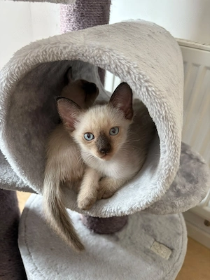 Siam Kitten suchen neues Zuhause 