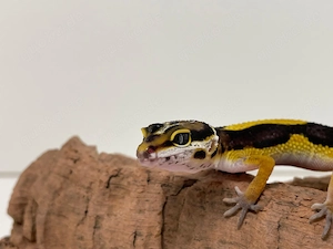 Wunderschöne Leopardgecko Jungtiere aus 2026 super als Haustier geeignet