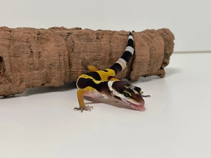 Wunderschöne Leopardgecko Jungtiere aus 2026 super als Haustier geeignet