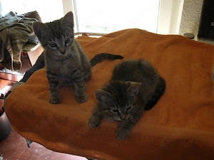 ++ 3 hübsche graue Katzenbabys ++ Kitten ++ 2xKater, 1xKatze ++ 12 Wochen alt ++