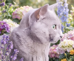 Russisch Blau Deckkater mit Stammbaum für gesunde Katzendamen Bild 3