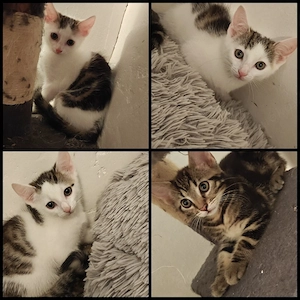 Süße Babykatzen abzugeben 