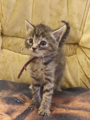  Süße Kitten suchen ein liebevolles Zuhause 