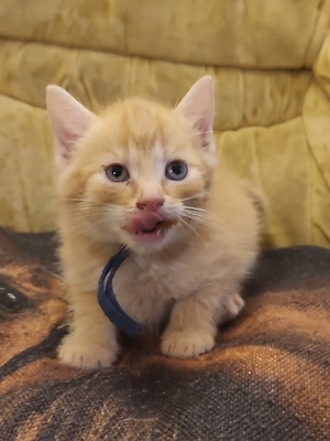  Süße Kitten suchen ein liebevolles Zuhause 