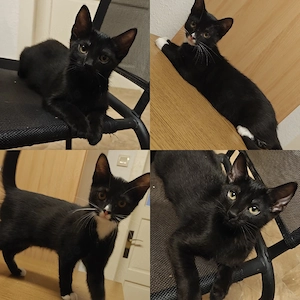 2 Katzen abzugeben 
