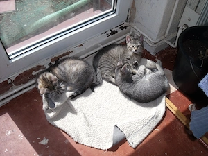 ++ 4 hübsche Katzenbabys ++ Kitten ++ 1xrot, 3xgrau, alle getigert ++ 12 Wochen alt ++