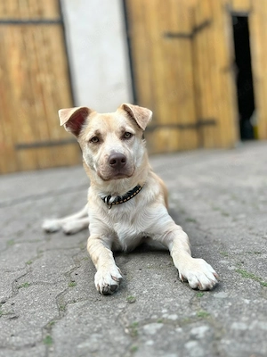 Rüde Joey   liebevoll, offen und eine lustige Wurst