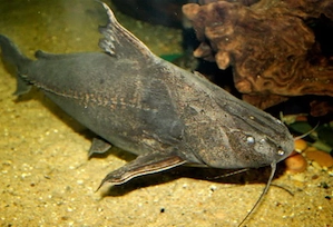 !Fische Welse Süßwasser Selten!