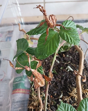 Extatosoma tiaratum (Austral.Gespenstschr.) Nymphen (Phasmiden) 