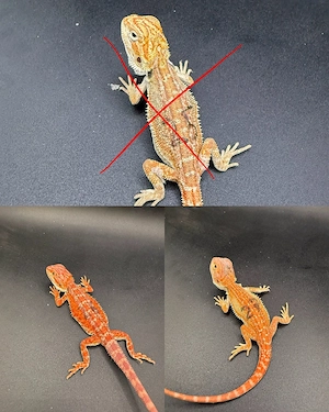 Pogona Vitticeps Farbbartagamen