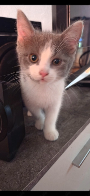 Bkh Katze 