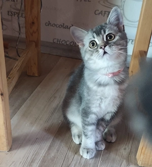 BKH Kitten 