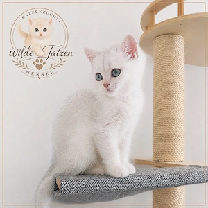 BKH Black Silver Shaded Kitten Kater