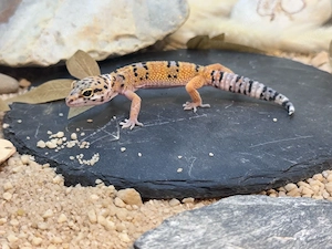 Liebvoll aufgezogene Leopardgecko Nachzuchten 