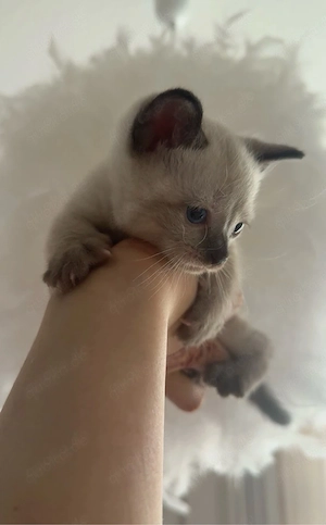 Siam Katze 