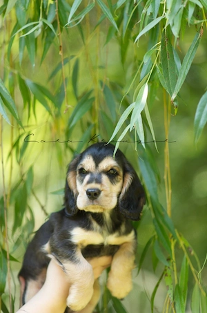 Unser schönster Cocker Spaniel Welpe sucht seinen Lieblingsmensch