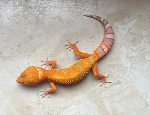 Tangerine Bell p.h EC Leopardgecko Jungtiere ENZ 26