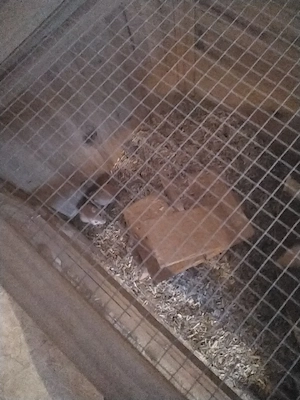 wüstenrennmaus babys
