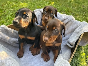 Europäische Dobermann-Welpen