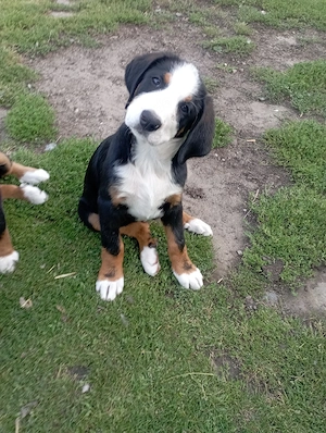 Berner sennen Welpe