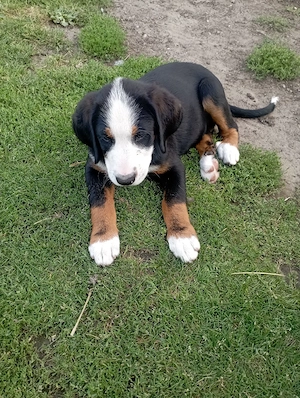 Berner sennen Welpen 