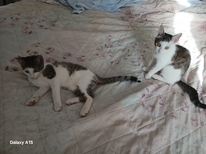 Zwei katzchen suchen ein liebesvolles zuhause