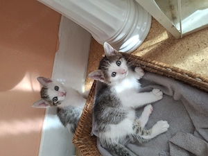 Zwei katzchen suchen ein liebesvolles zuhause