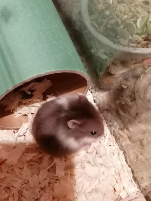 Hamster Babymädchen aus Notstation sucht ein schönes Zuhause 